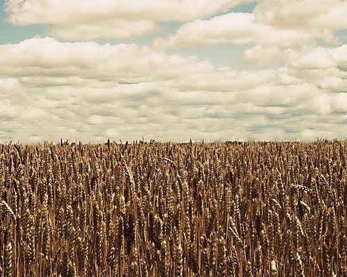 Summers Harvest - Photography Print 8x10