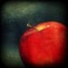 Red Spice 8x8 fine art photography print