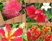 HAWAIIAN WILDFLOWERS Set of 4 Note Cards