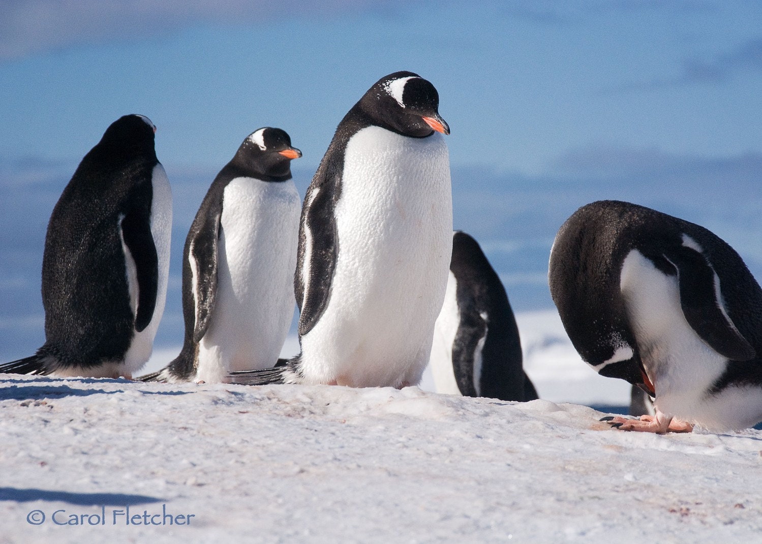 Antarctica Five Penguins - Fine Art Photography Print - 5x7 - Blue - Bird - Gentoo - Cold - Winter - snow - ice - CarolFletcher