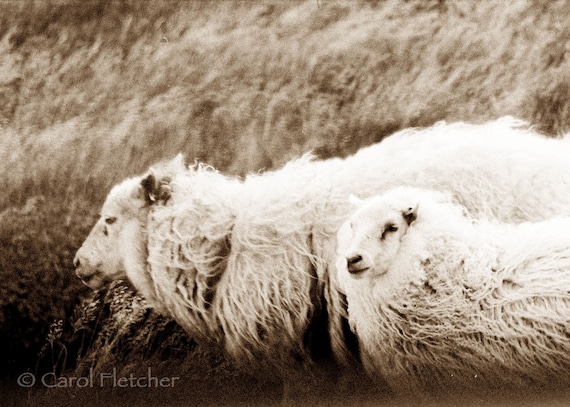 Icelandic Sheep in the Wind - Fine Art Photography Print - 5x7 - Iceland - wool - curls - wild - farm - sepia