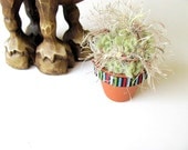 Mini Fiber Old Man Cactus Plant