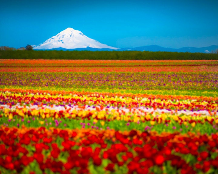 Tulip spring photo - white mountain photo field flowers Oregon hood red yellow blue - Tulips Below the Volcano - nat0002