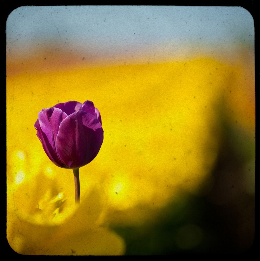 Spring tulips - One purple flower in a field of yellow daffodils farm photograph field springtime feminine - The Standout