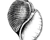 Unmounted Rubber Stamp - Seashell 5 - Apple Shell