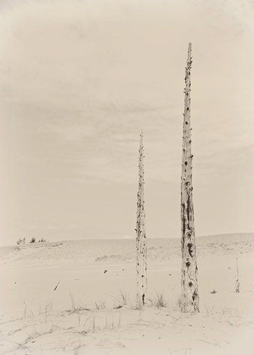 Forest photography forest photograph 5x7 sleeping bear national lakeshore black and white M22 wall art ghost forest modern art