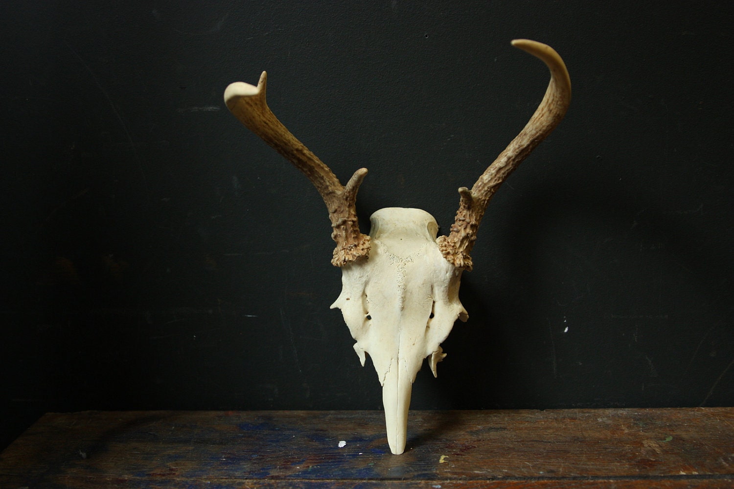 Deer Antlers