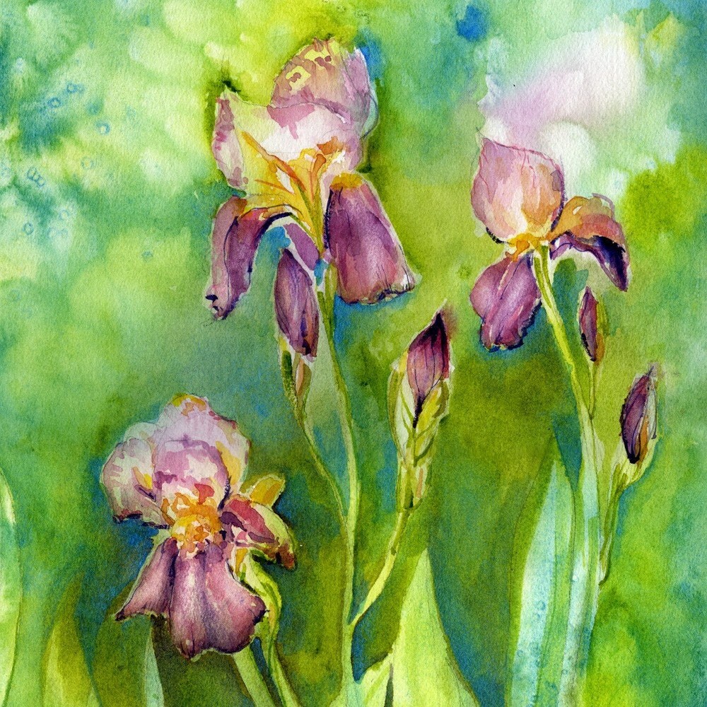 Iris watercolor painting floral painting garden by CarlaLovato