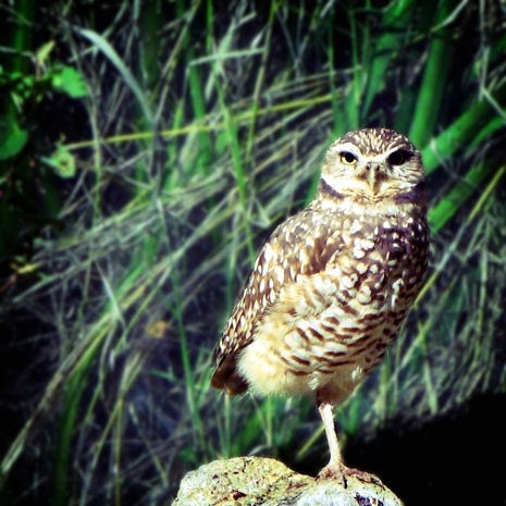 Burrowing Owl - 5x5 Fine Art Photograph