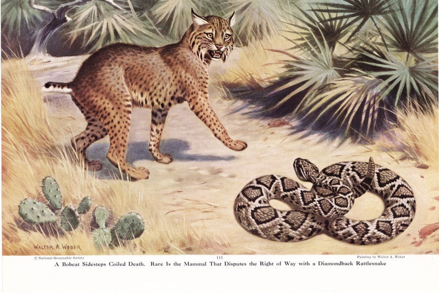 Bobcat and Diamondback Rattlesnake 1949 Walter A. Weber vintage illustration page - Free U.S. shipping