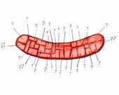 hot dog mystery print - 8.5 x 11 print