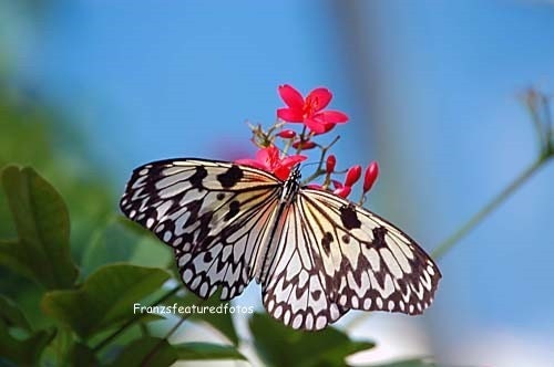 Kite Butterfly    Nature  Photography   8 x 10 Beautiful Blues and Pinks  Browns Garden Flowers  Home Decor Art Print