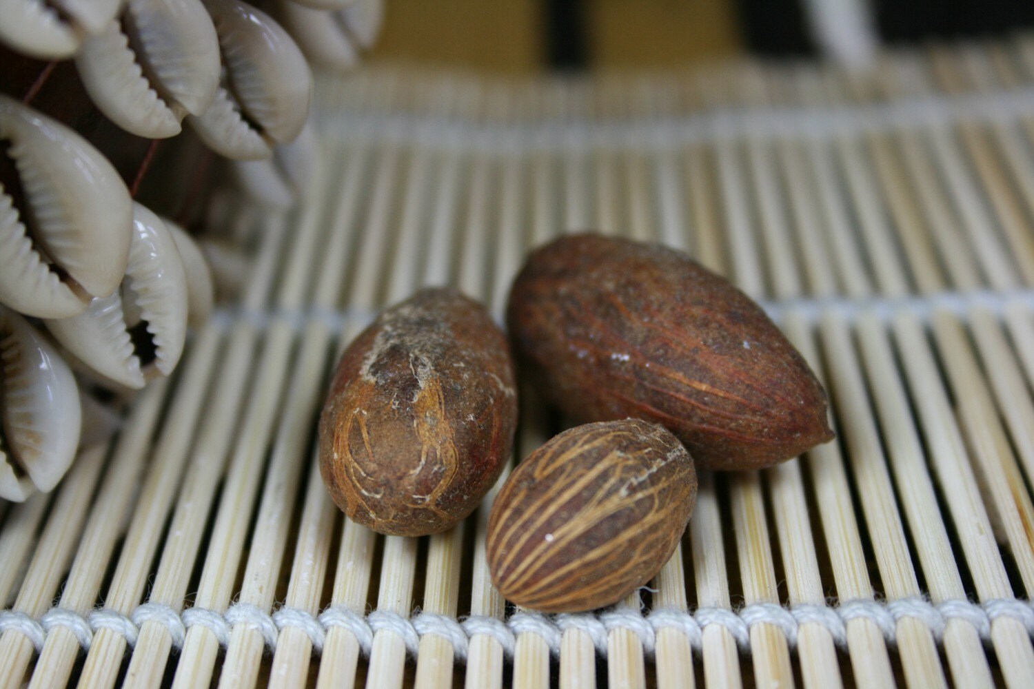 Items similar to BITTER KOLA NUT Irogbo Yoruba Orisha Sango on Etsy