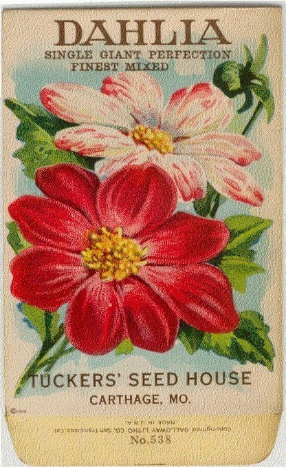 Vintage Flower Seed Packet Tuckers Seed House Lithograph DAHLIA (Carthage, Missouri)