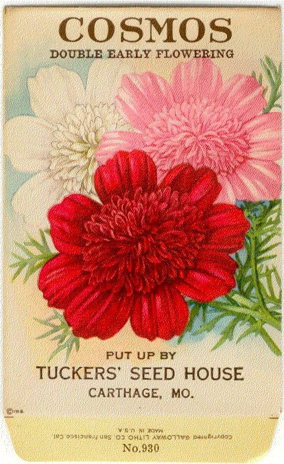 Vintage Flower Seed Packet Tuckers Seed House Lithograph COSMOS (Carthage, Missouri)