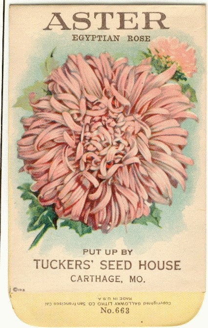 Vintage Flower Seed Packet Tuckers Seed House Lithograph ASTER(pink) (Carthage, Missouri)