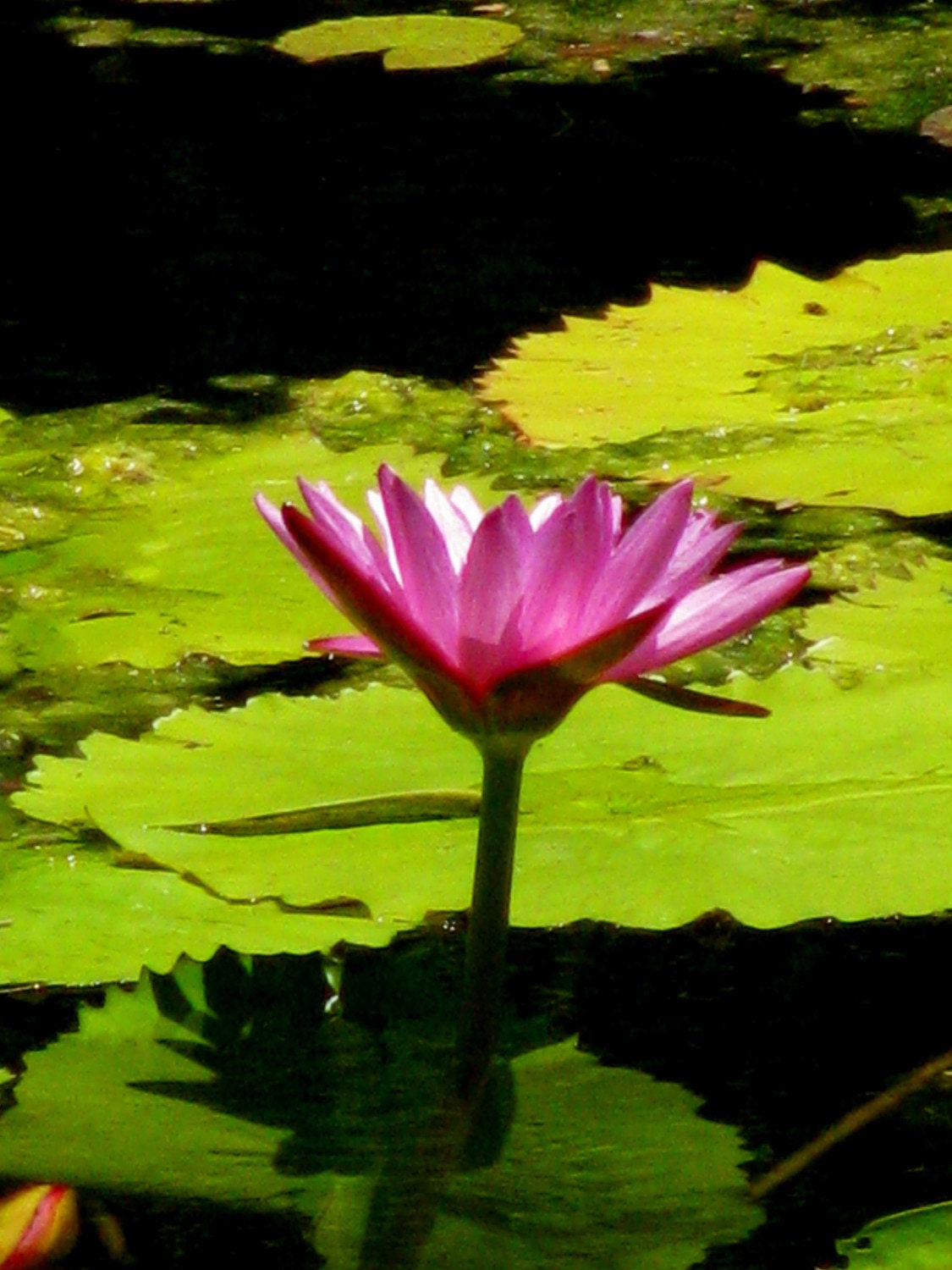 Photo card waterlily on its own