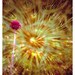 Dandelion Art Note Card