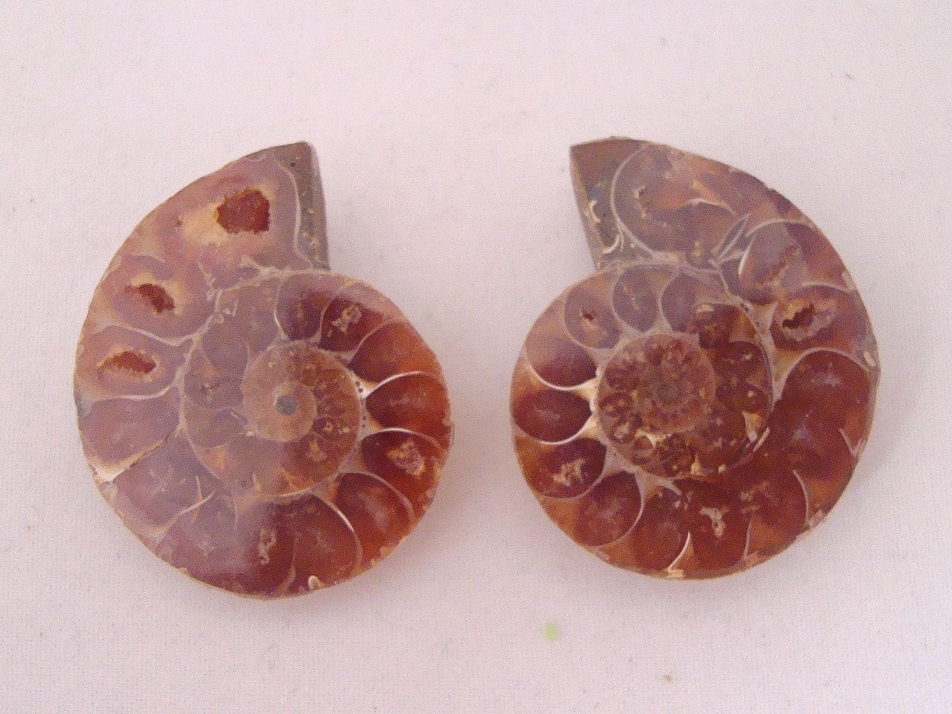 Two Undrilled Ammonite Fossils