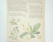 Vintage Book Plate -Vintage Botanical Flower Book Plate - Botanical Reproduction Drawing from a Naturalists Diary 1906