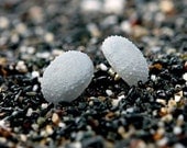 Sea Urchin Earrings Beach Jewelry Resin Jewelry Minimalist Earrings Sea Creature Jewelry Seashell Jewelry