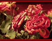 Photo Greeting Card Autumn Roses Blank - MYSAVIOR