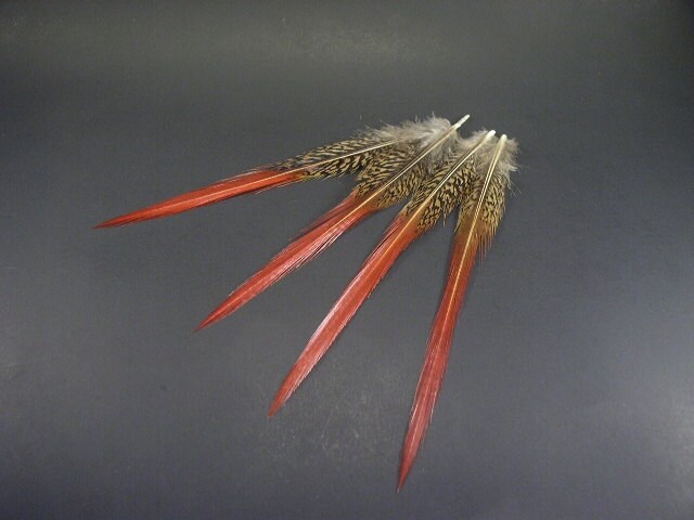 Golden Pheasant Tail