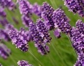 Lavender  Incense 25 sticks with crystals