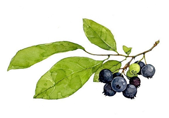 Blueberries Botanical Watercolor Print