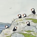 Puffins and Sea Thrift Illustration Print 5x7