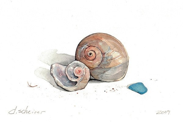 seashell watercolors