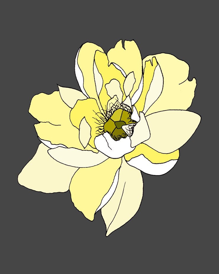 Yellow Peony on Gray ( 11x14 Botanical Art Print)