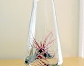 The Little Sister to the Great Big Bottle of Air Plant