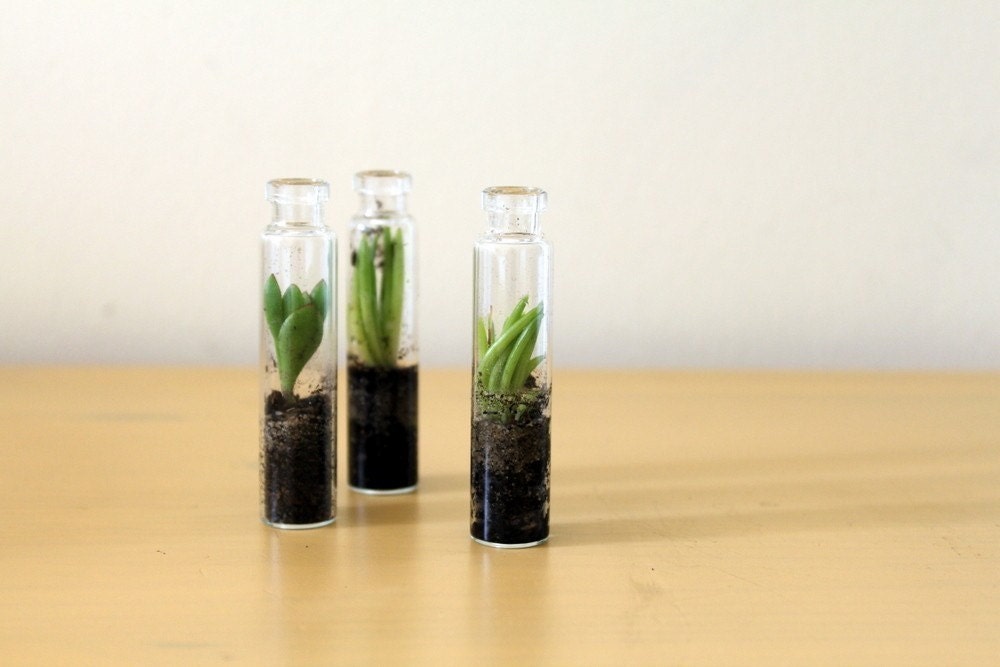Three Mini Terrariums- Assortment