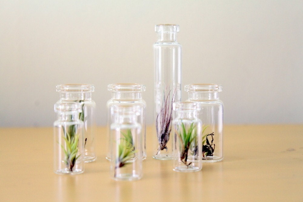 Party Pack Tiny Terrariums FREE SHIP 50 count