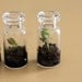 Three Itty Bitty Terrariums