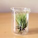 Scientific Air Plant