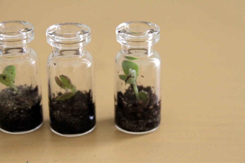 Three Itty Bitty Terrariums