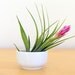 Cup O' Air Plant