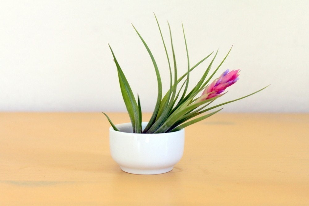 Cup O' Air Plant