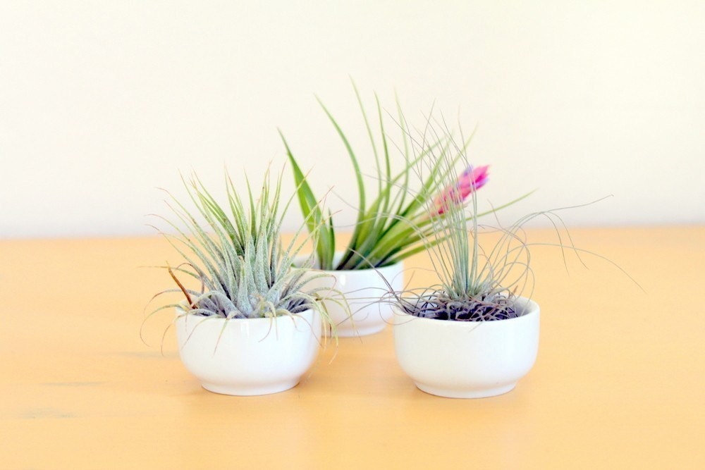 Cup O' Air Plant