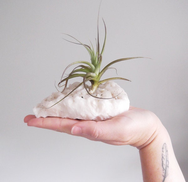 dolomite with chalcopyrite air plant specimen