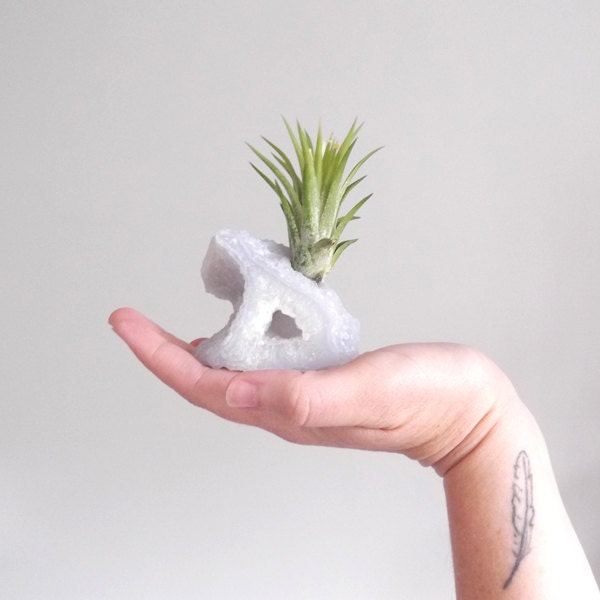blue chalcedony air plant specimen