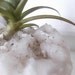 dolomite with chalcopyrite air plant specimen
