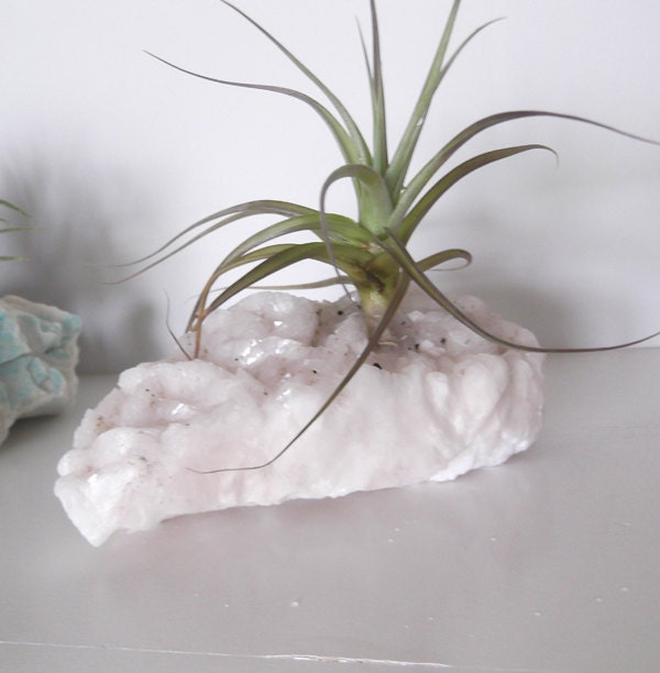dolomite with chalcopyrite air plant specimen