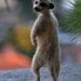 Needle Felted Animals- Slender-Tailed Meerkat-Suricate-Made for custom orders