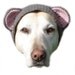 pet hat - large bear