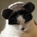 knitting pattern - bear pet costume