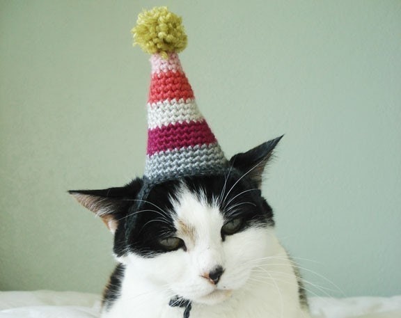 pet hat - party