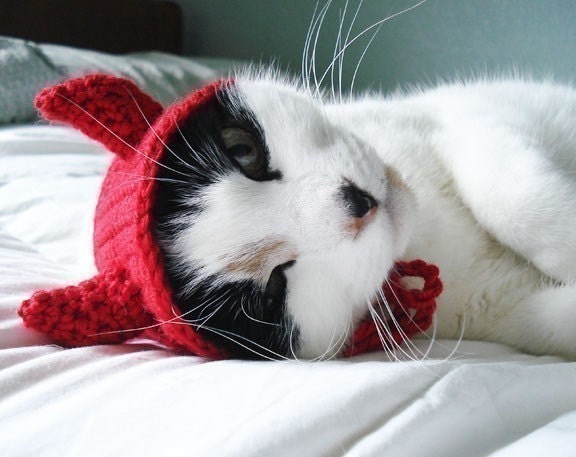 pet hat - devil